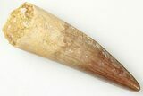 Spinosaurus Tooth - Real Dinosaur Tooth #200929-1